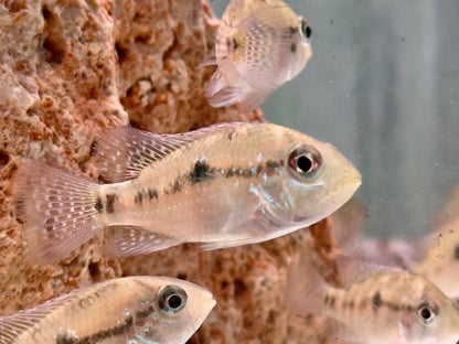 Perlmutt Erdfresser Geophagus brasiliensis