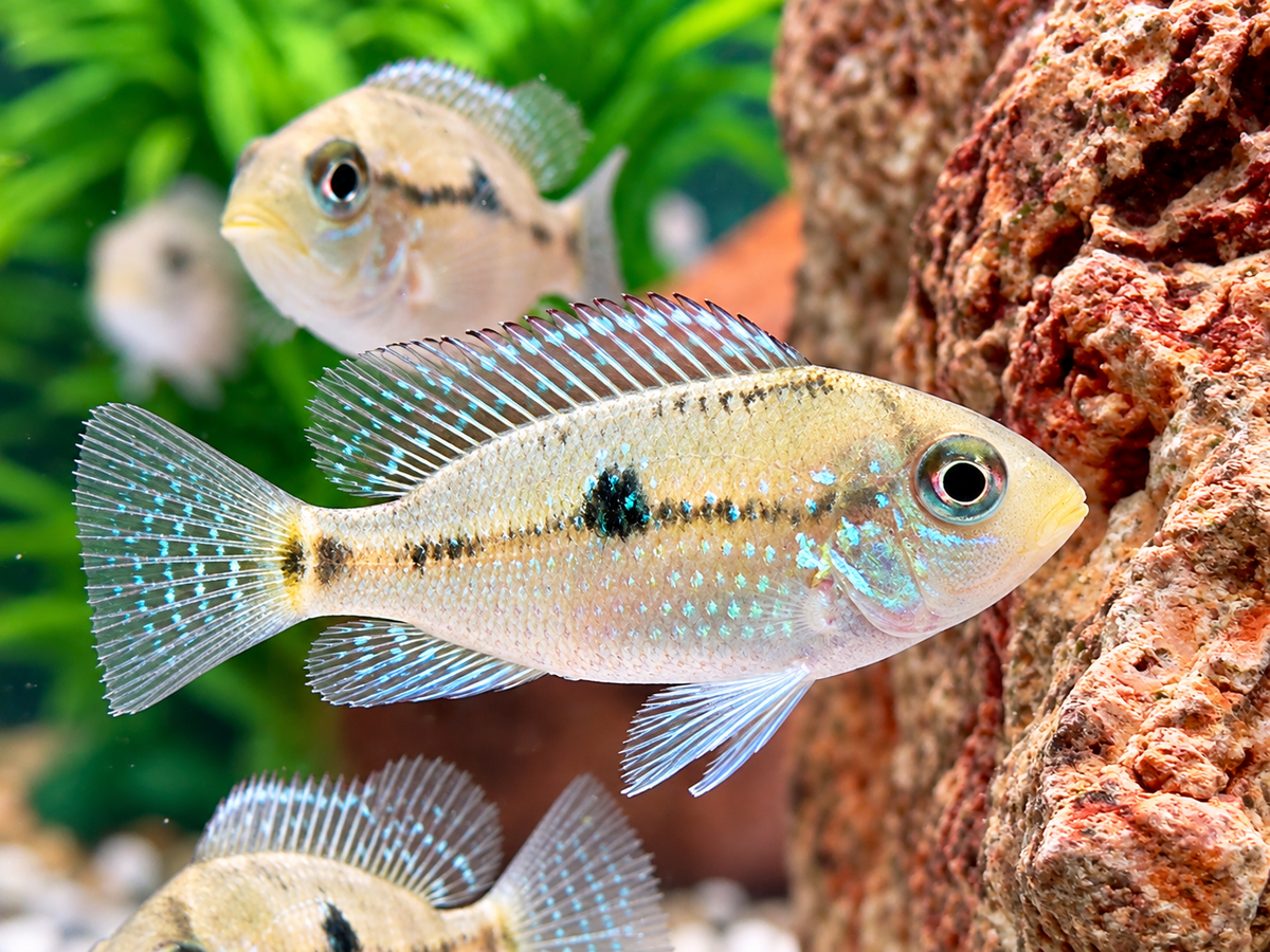 Perlmutt Erdfresser Geophagus brasiliensis