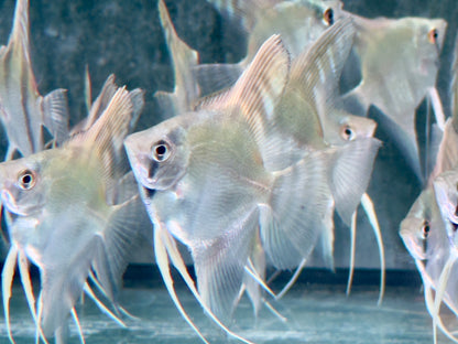 Peru Altum Skalar Pterophyllum peruensis