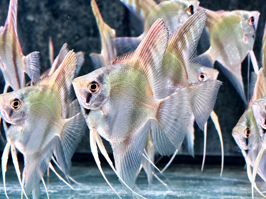 Peru Altum Skalar Pterophyllum peruensis