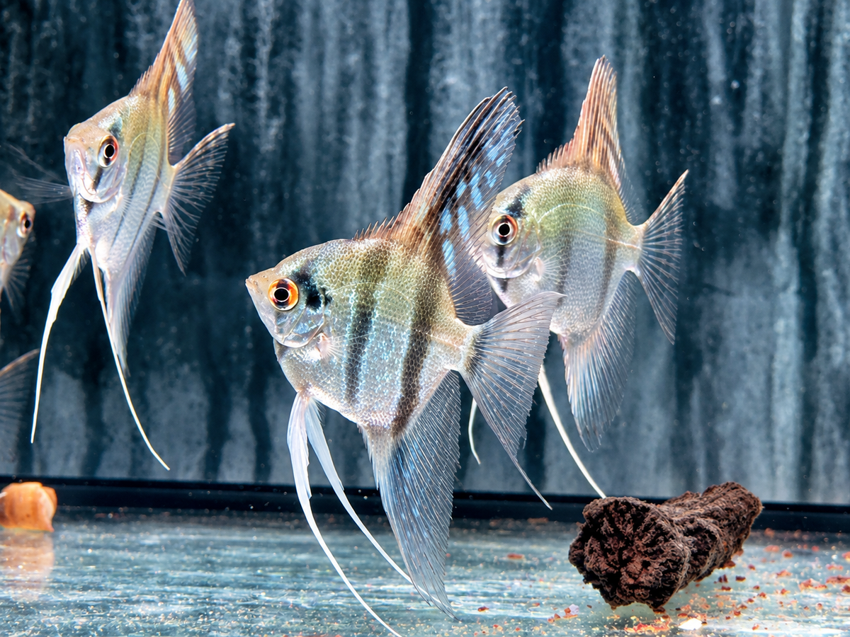 Peru Altum Skalar Pterophyllum peruensis