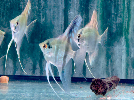 Peru Altum Skalar Pterophyllum peruensis