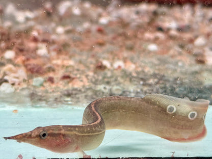 Pfauen Stachelaal Macrognathus siamensis 10-12 cm