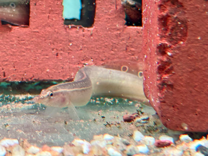 Pfauen Stachelaal Macrognathus siamensis 10-12 cm
