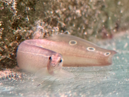 Pfauen Stachelaal Macrognathus siamensis 10-12 cm