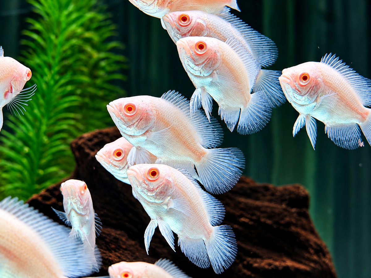 Pfauenaugenbuntbarsch Tiger Oskar Albino Astronotus ocellatus