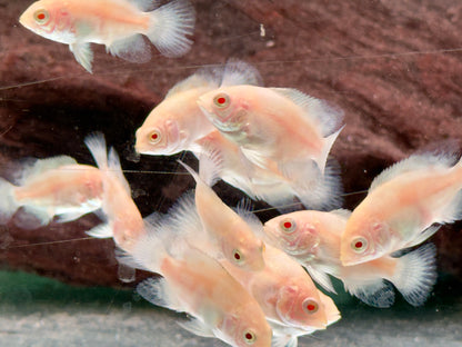 Pfauenaugenbuntbarsch Tiger Oskar Albino Astronotus ocellatus
