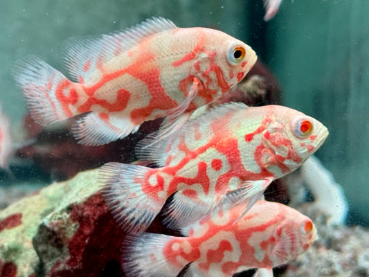Pfauenaugenbuntbarsch Tiger Oskar Albino Astronotus ocellatus