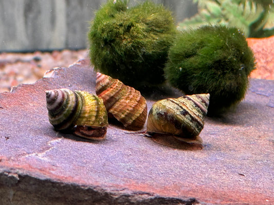 Pianoschnecke Pinselalgenschnecke Taia naticoides