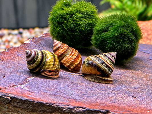 Pianoschnecke Pinselalgenschnecke Taia naticoides