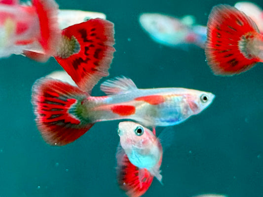 Pigeon Blood Guppy Poecilia reticulata Männchen