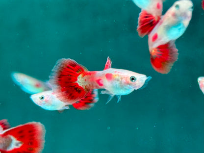 Pigeon Blood Guppy Poecilia reticulata Männchen
