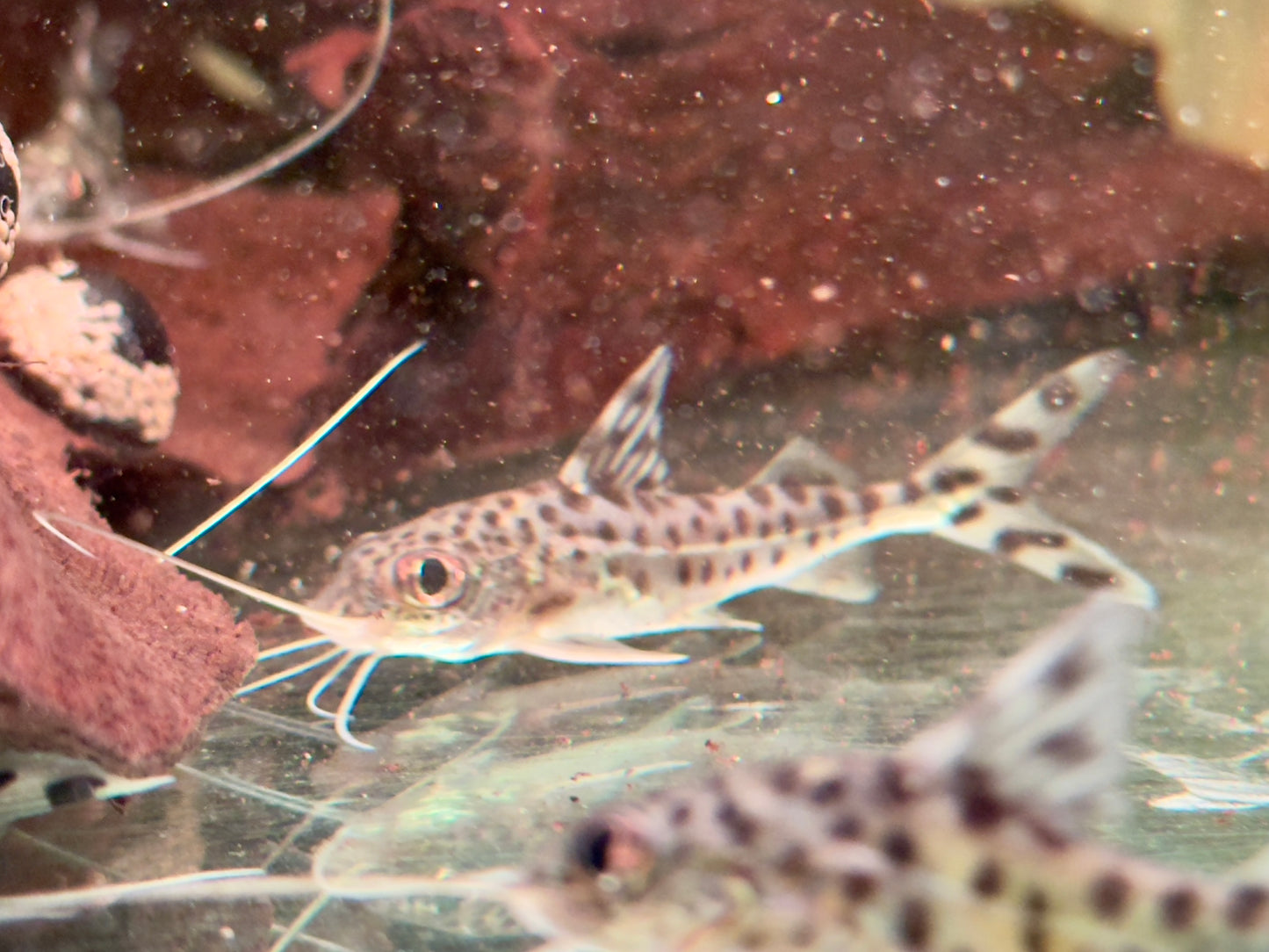 Engelsantennenwels Pimelodus pictus