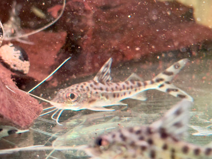 Engelsantennenwels Pimelodus pictus
