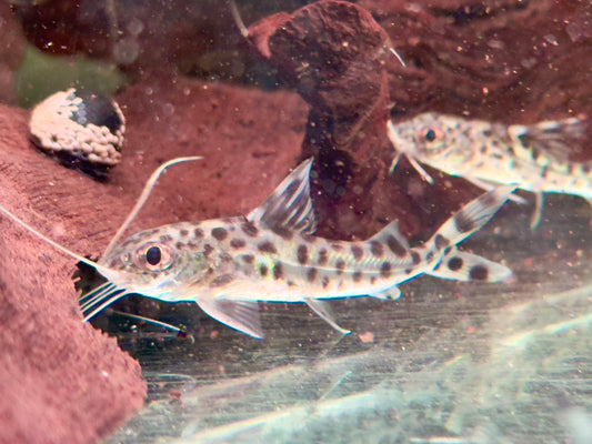 Engelsantennenwels Pimelodus pictus
