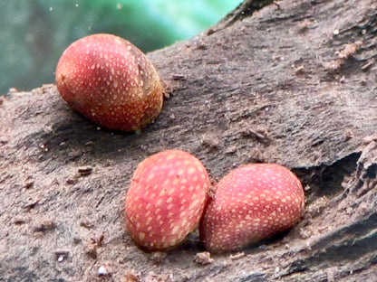 Pink Lady Schnecke Clithon sowerbianum