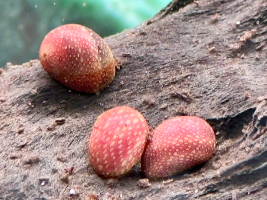 Pink Lady Schnecke Clithon sowerbianum