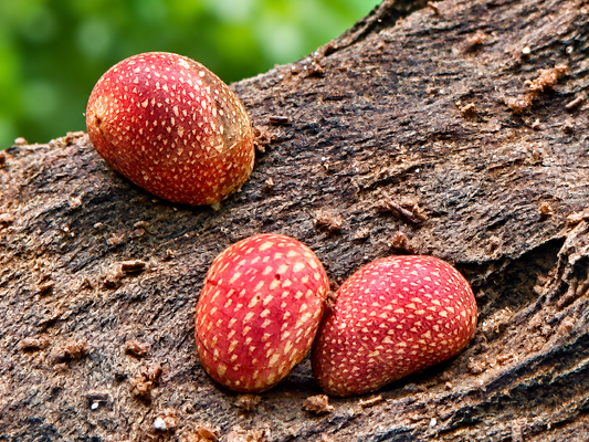 Pink Lady Schnecke Clithon sowerbianum