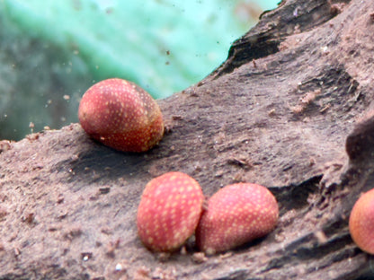 Pink Lady Schnecke Clithon sowerbianum