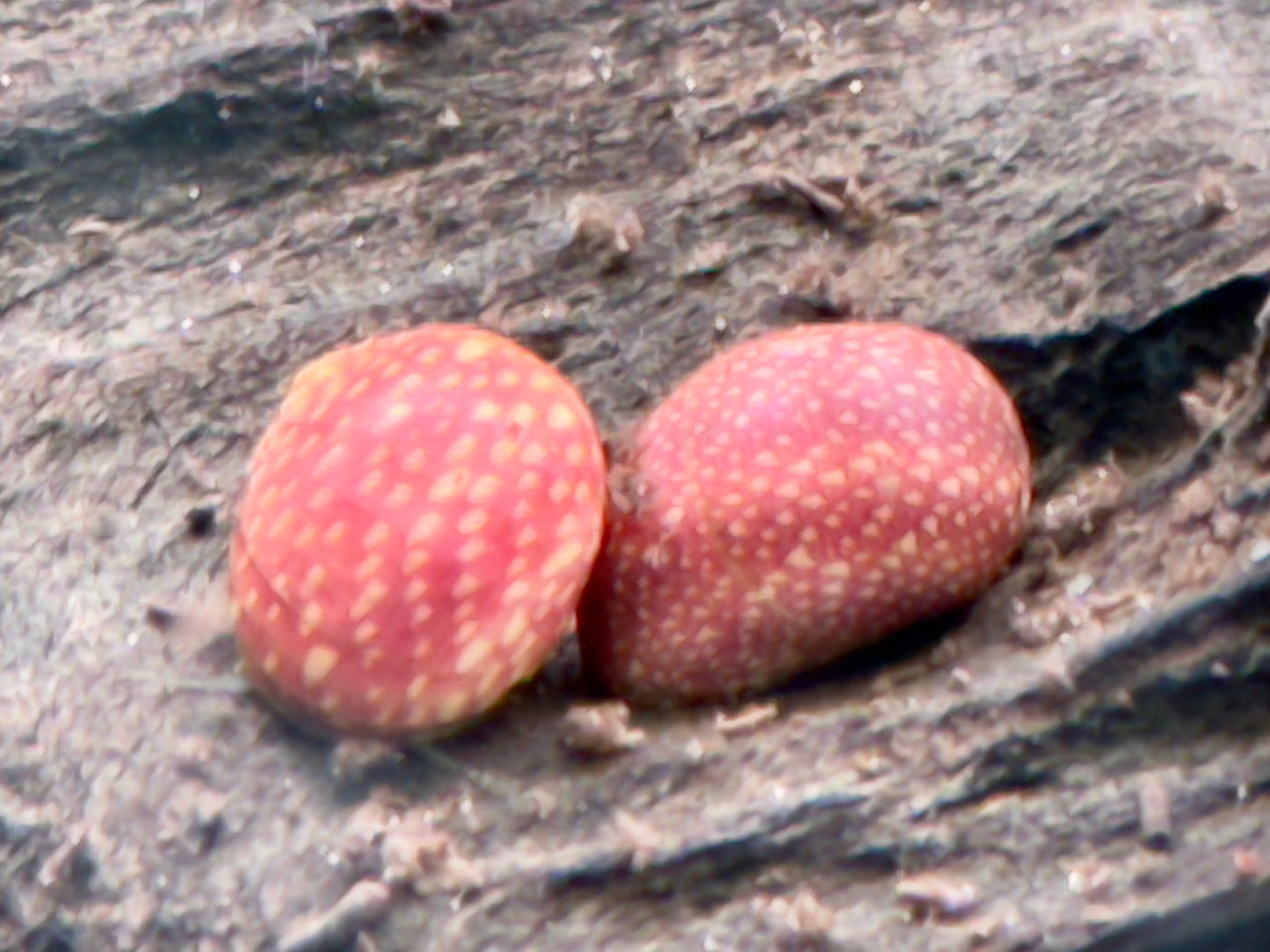 Pink Lady Schnecke Clithon sowerbianum