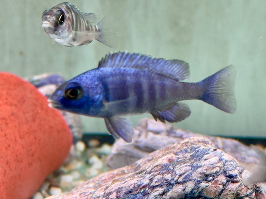 Placidochromis phenochilus Lupingu