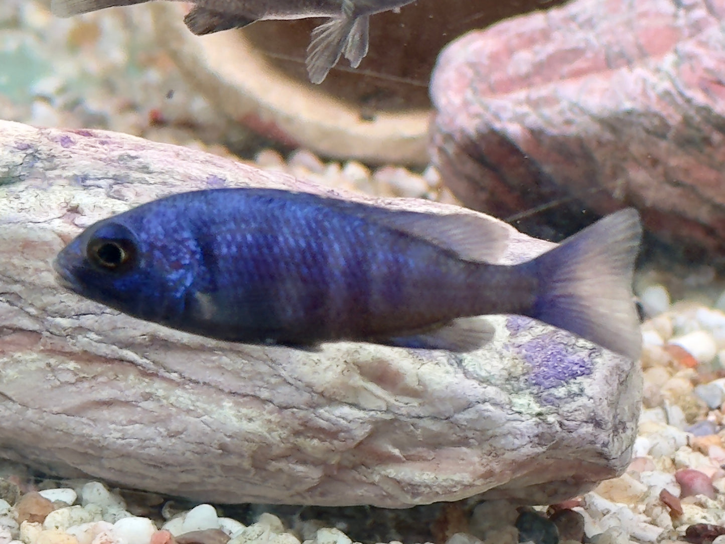 Placidochromis phenochilus Lupingu