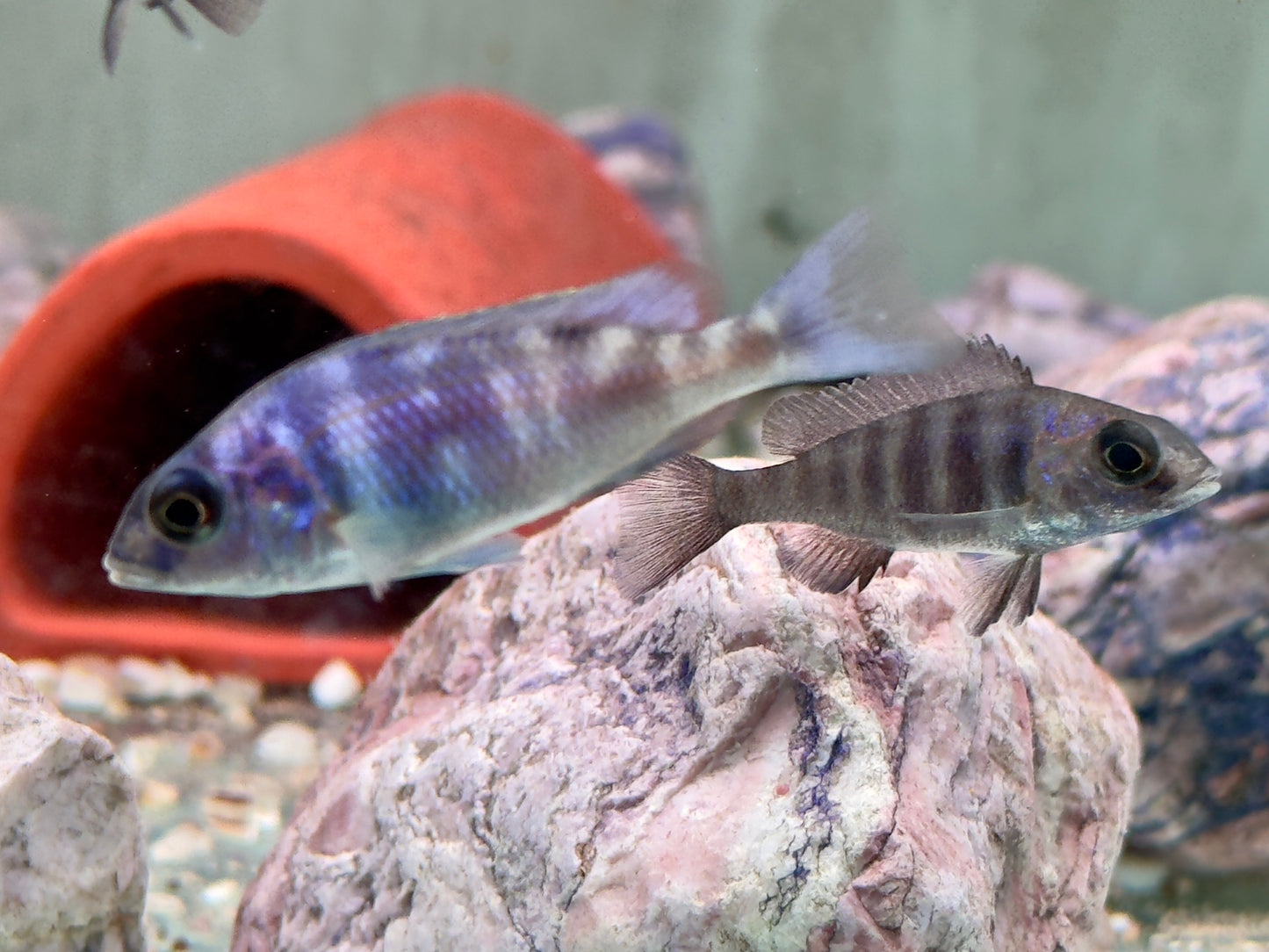 Placidochromis phenochilus Lupingu