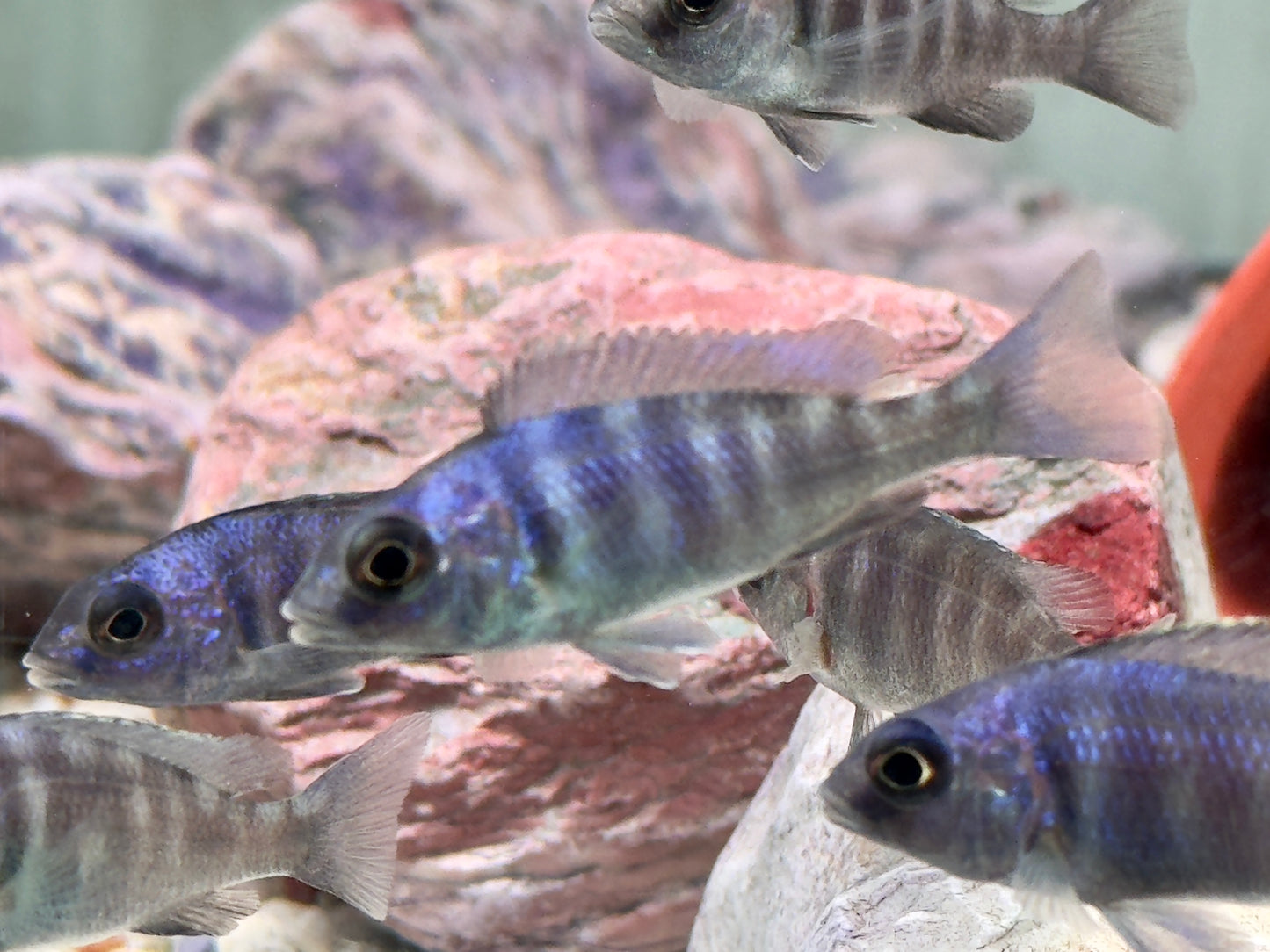 Placidochromis phenochilus Lupingu