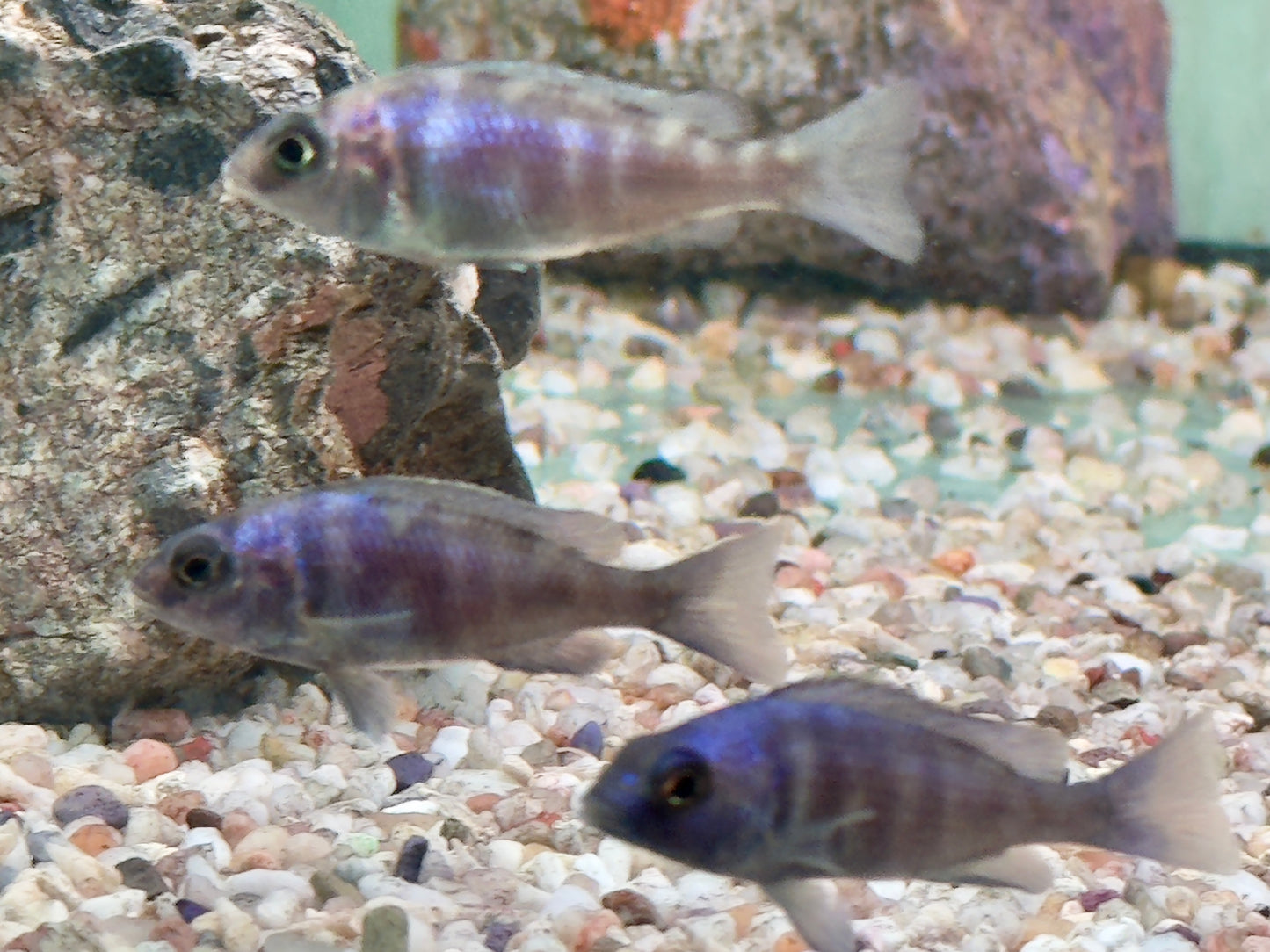 Placidochromis phenochilus Lupingu