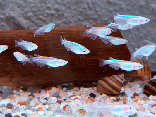 Platinum White Reisfisch Oryzias latipes