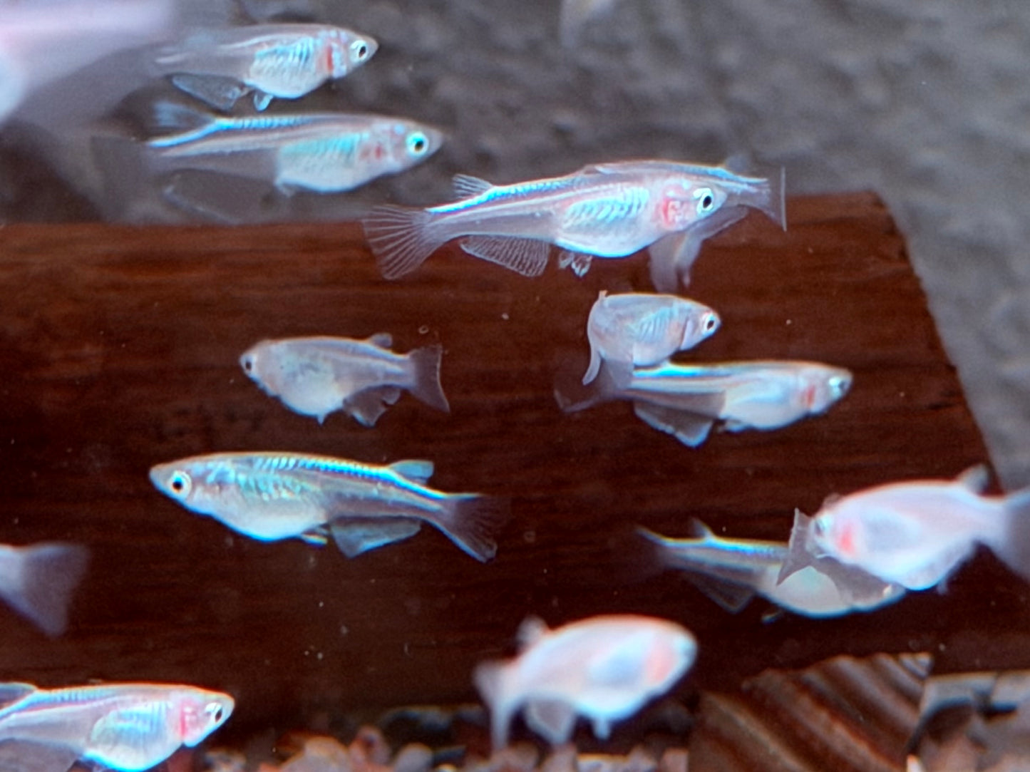 Platinum White Reisfisch Oryzias latipes