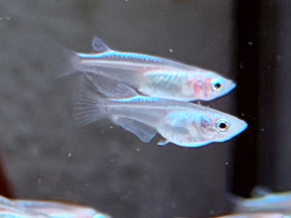 Platinum White Reisfisch Oryzias latipes