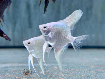 Platinum silver Skalar Pterophyllum scalare