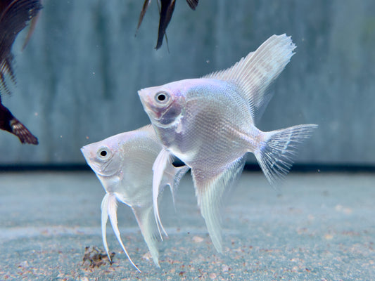 Platinum silver Skalar Pterophyllum scalare