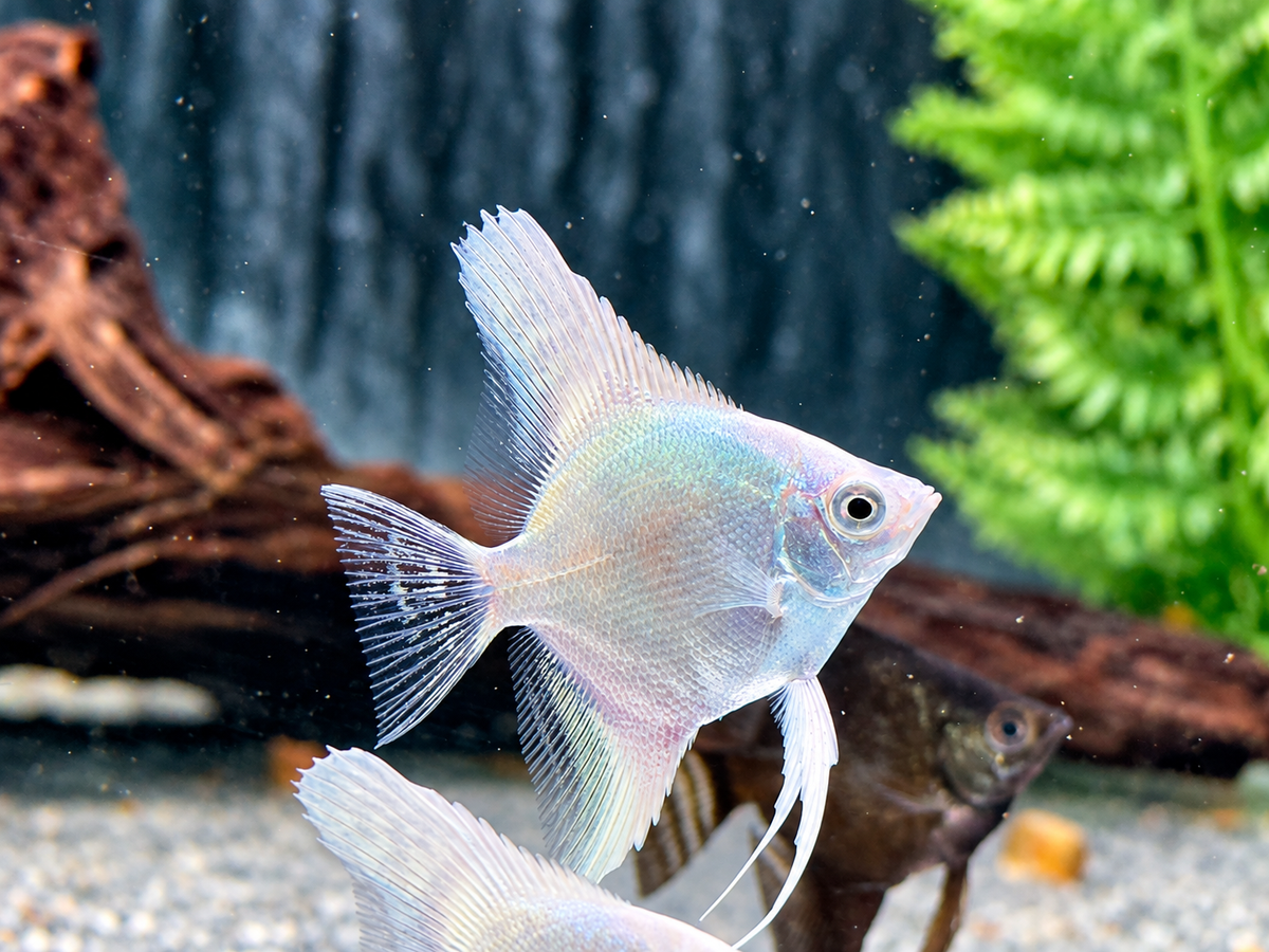 Platinum silver Skalar Pterophyllum scalare