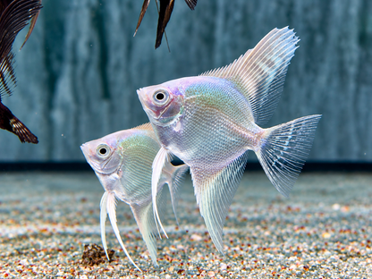 Platinum silver Skalar Pterophyllum scalare