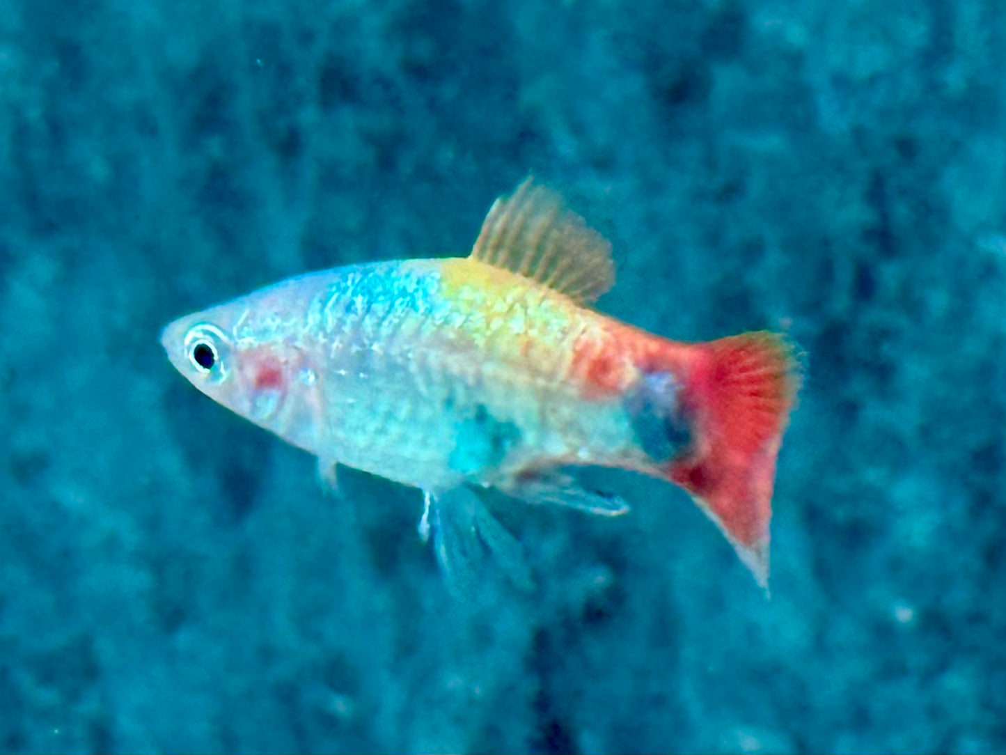 Platy Blue Butterfly Mickey Mouse Xiphophorus maculatus