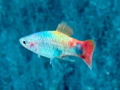 Platy Blue Butterfly Mickey Mouse Xiphophorus maculatus