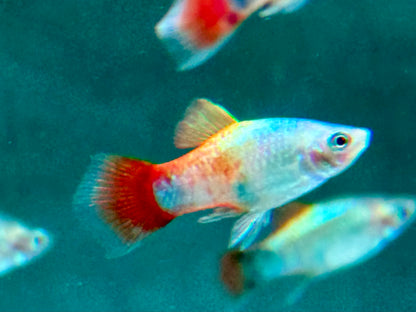 Platy Blue Butterfly Mickey Mouse Xiphophorus maculatus
