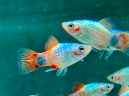 Platy Blue Butterfly Mickey Mouse Xiphophorus maculatus