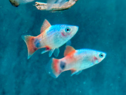Platy Blue Butterfly Mickey Mouse Xiphophorus maculatus