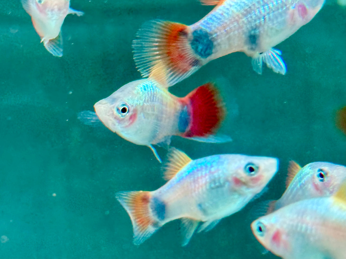 Platy Blue Butterfly Mickey Mouse Xiphophorus maculatus