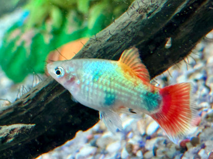 Platy Blue Butterfly Mickey Mouse Xiphophorus maculatus