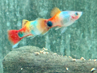 Platy Blue Butterfly Mickey Mouse Xiphophorus maculatus