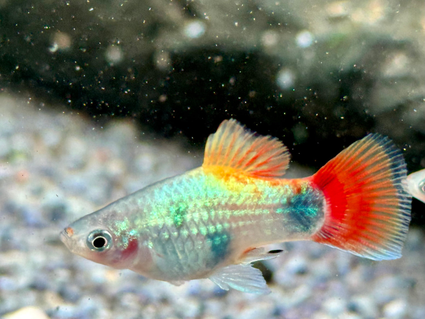 Platy Blue Butterfly Mickey Mouse Xiphophorus maculatus