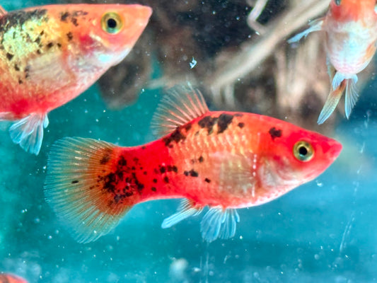 Platy Calico Xiphophorus maculatus