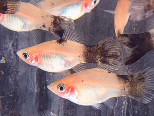 Platy Panda Xiphophorus maculatus