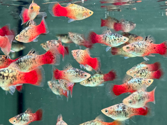 Platy Rainbow Calico Xiphophorus maculatus