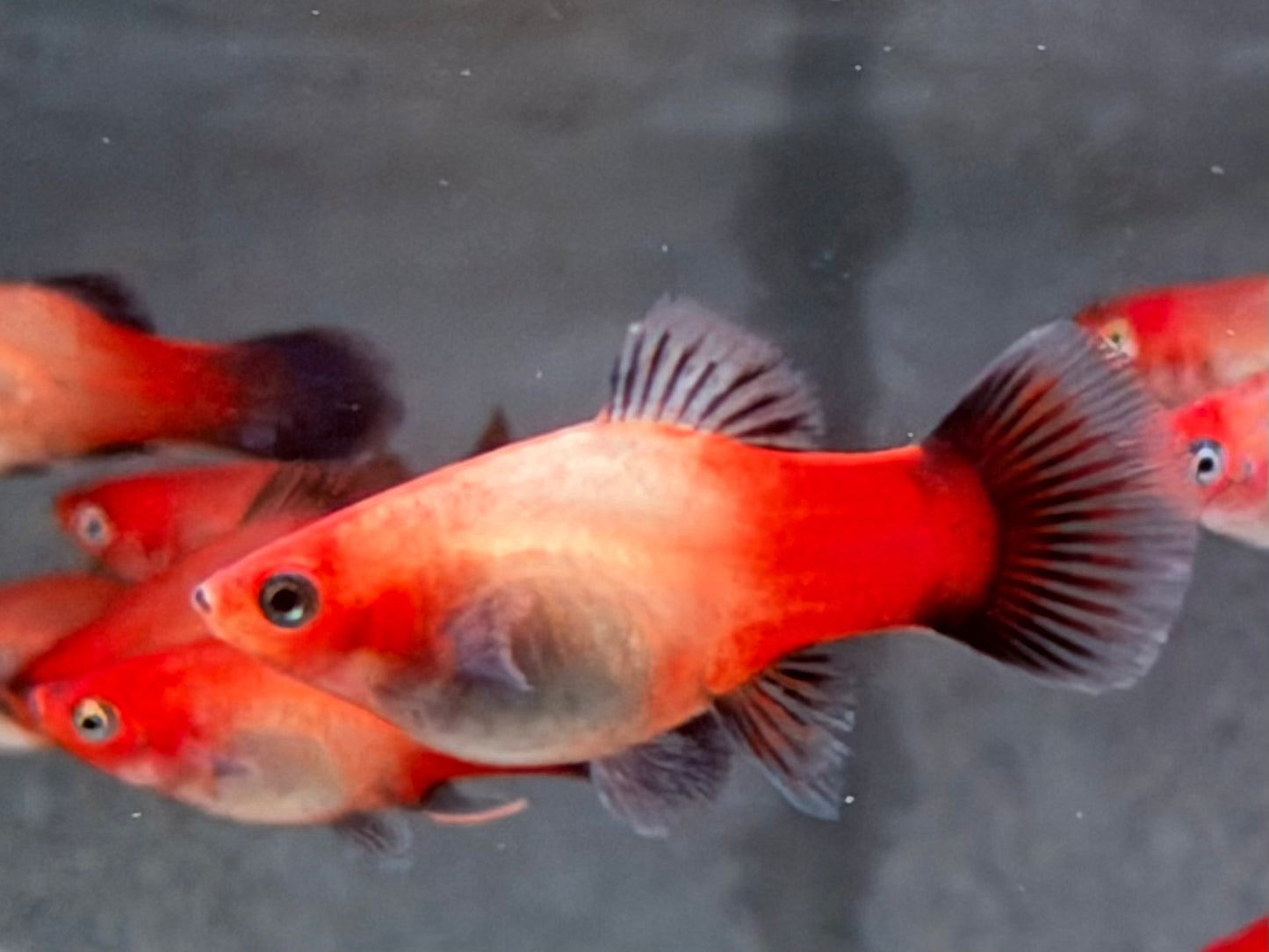 Platy Showa Xiphophorus maculatus