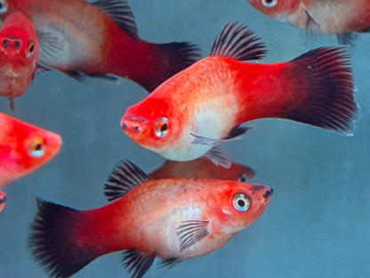 Platy Showa Xiphophorus maculatus